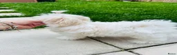 Maltese dogs for sale: 🏆KC🏆Ready Now 🧸Korean Maltese boy 💎 - Advert 4