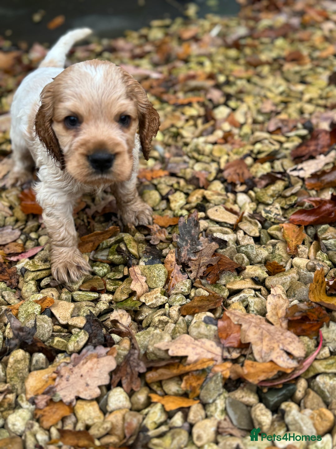 Cocker Spaniel dogs for sale: Exceptional litter of Show Type Cocker Spaniels - Advert 6