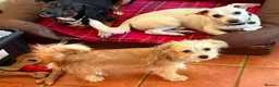 Mixed Breed dogs for adoption: Amaya 🩷 in Witney - Advert 3
