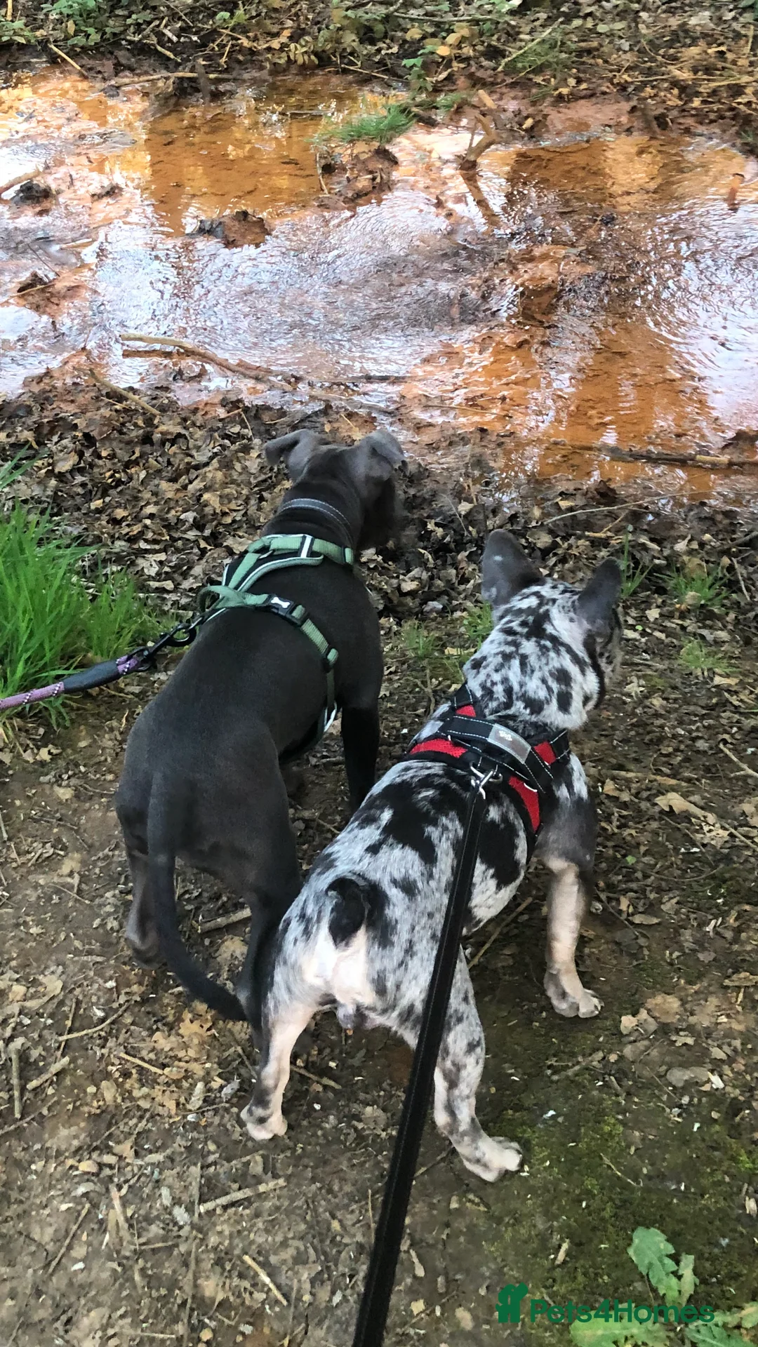 French Bulldog dogs for sale: Merle frenchie  - Advert 2