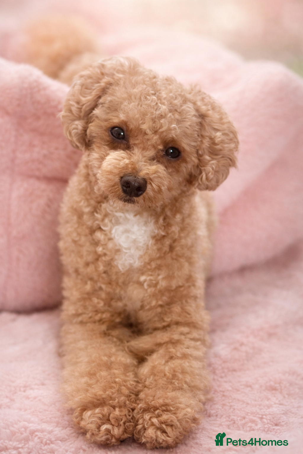 Toy Poodle dogs 🐾 Affectionate Toy Poodle Needs Loving Home 🐾 - Advert 3