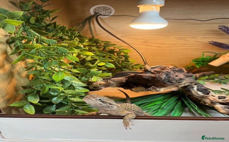 Bearded Dragon reptiles Sweetest Rankin Dragon needing a new home - Advert 1