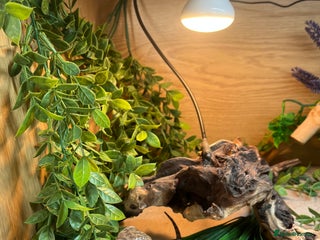 Bearded Dragon reptiles Sweetest Rankin Dragon needing a new home - Advert 1