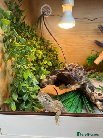 Bearded Dragon reptiles Sweetest Rankin Dragon needing a new home - Advert 1