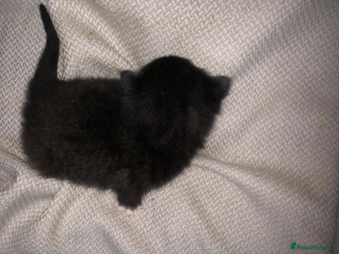 Mixed Breed cats for sale: 5 kittens for sale - Image 3