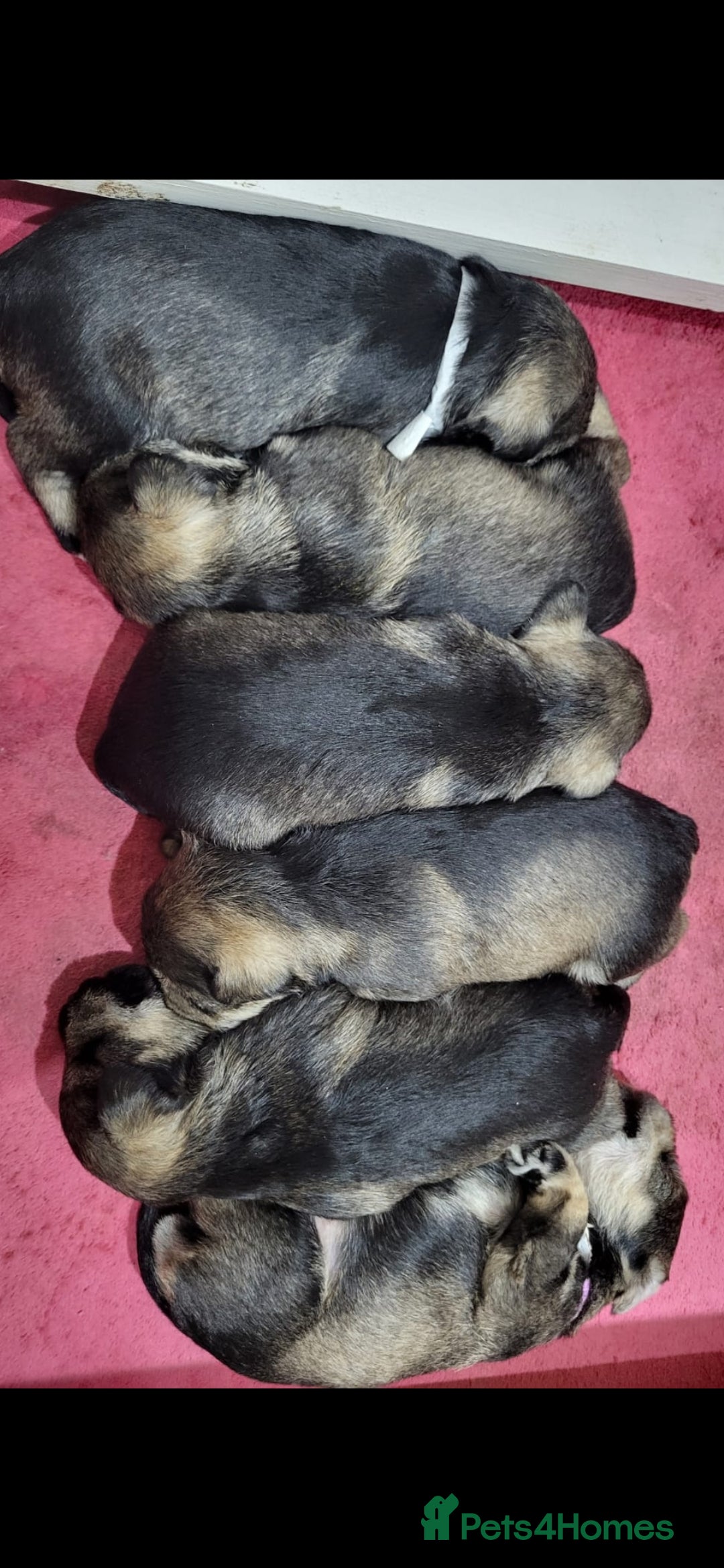 Miniature Schnauzer dogs for sale: miniature schnauzer  - Advert 6
