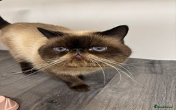 Exotic cats for sale: FEMALE SMOKE TORTOISESHELL EXOTIC KITTEN ( RARE) - Image 10
