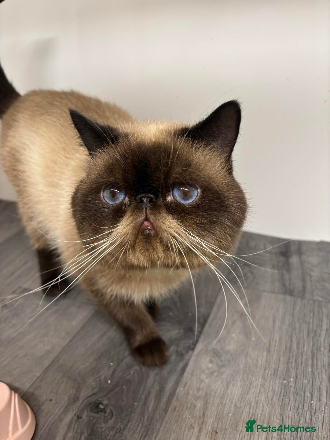 Exotic cats for sale: FEMALE SMOKE TORTOISESHELL EXOTIC KITTEN ( RARE) - Image 10