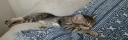 Mixed Breed cats for sale: Cuddly Tabby Kitten ready to GO - Advert 11