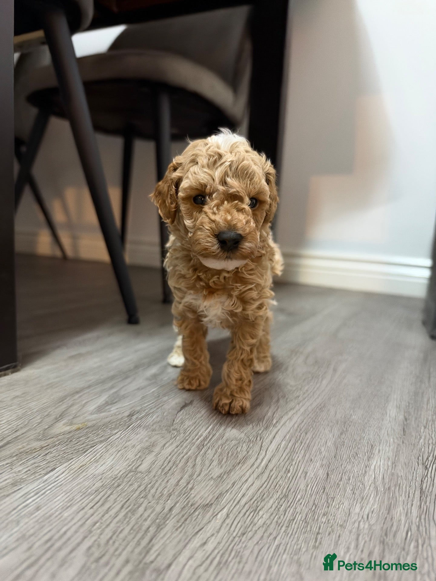 Cavapoo dogs Stunning cavapoo puppies  - Advert 2