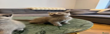 British Shorthair 3