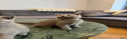 British Shorthair cats for sale: British Shorthair Kittens🐈‍⬛  - Advert 12