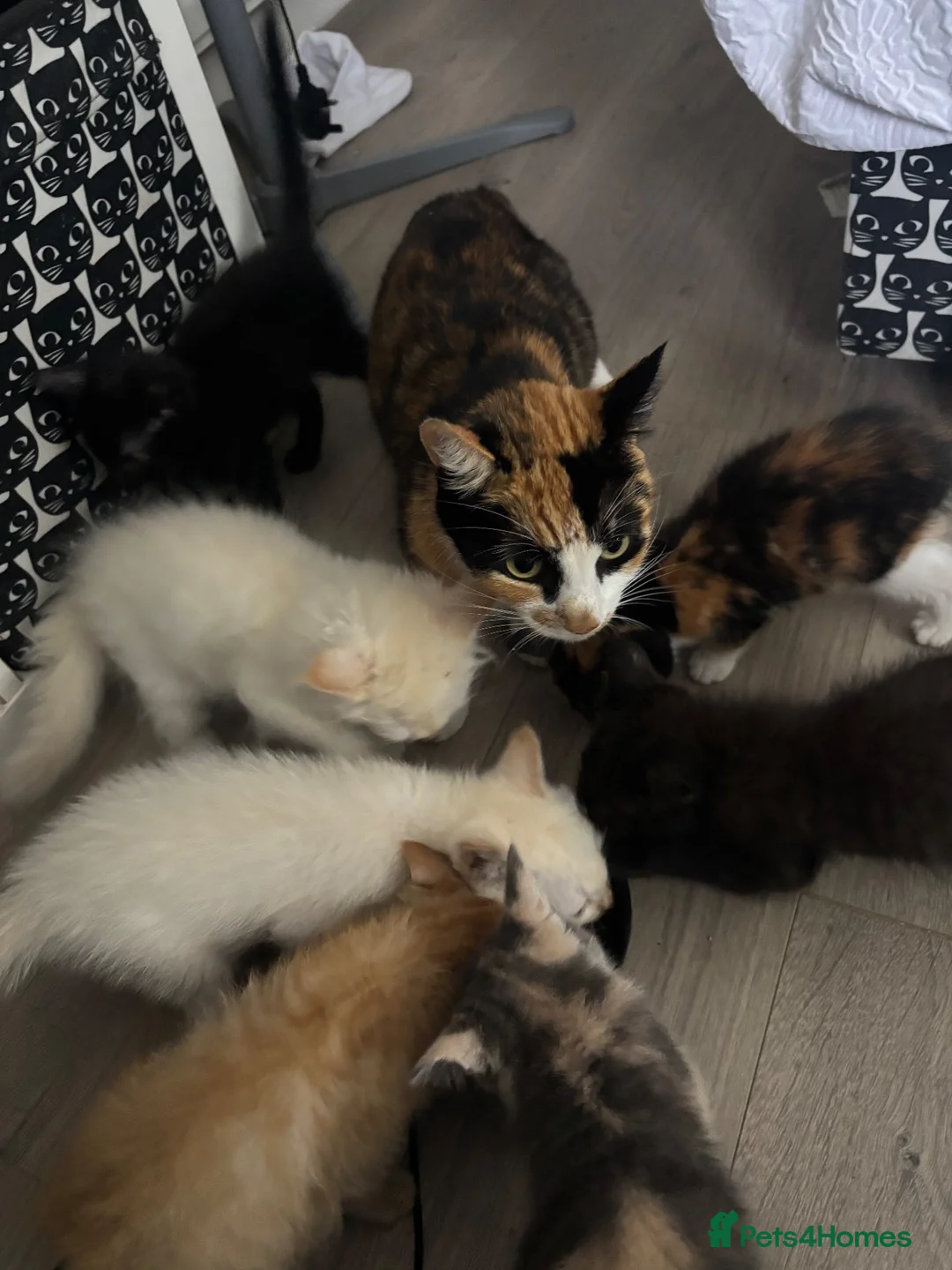 Mixed Breed cats for sale: Kittens for sale  - Advert 1