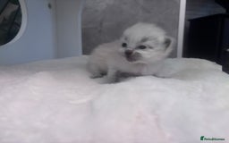 Ragdoll cats for sale: One gorgeous Ragdoll kitten available  - Image 6