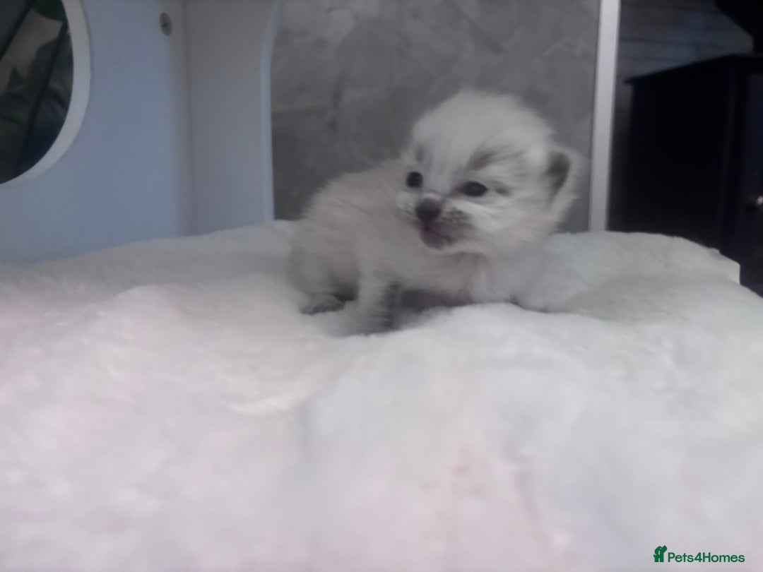 Ragdoll cats for sale: One gorgeous Ragdoll kitten available  - Image 6