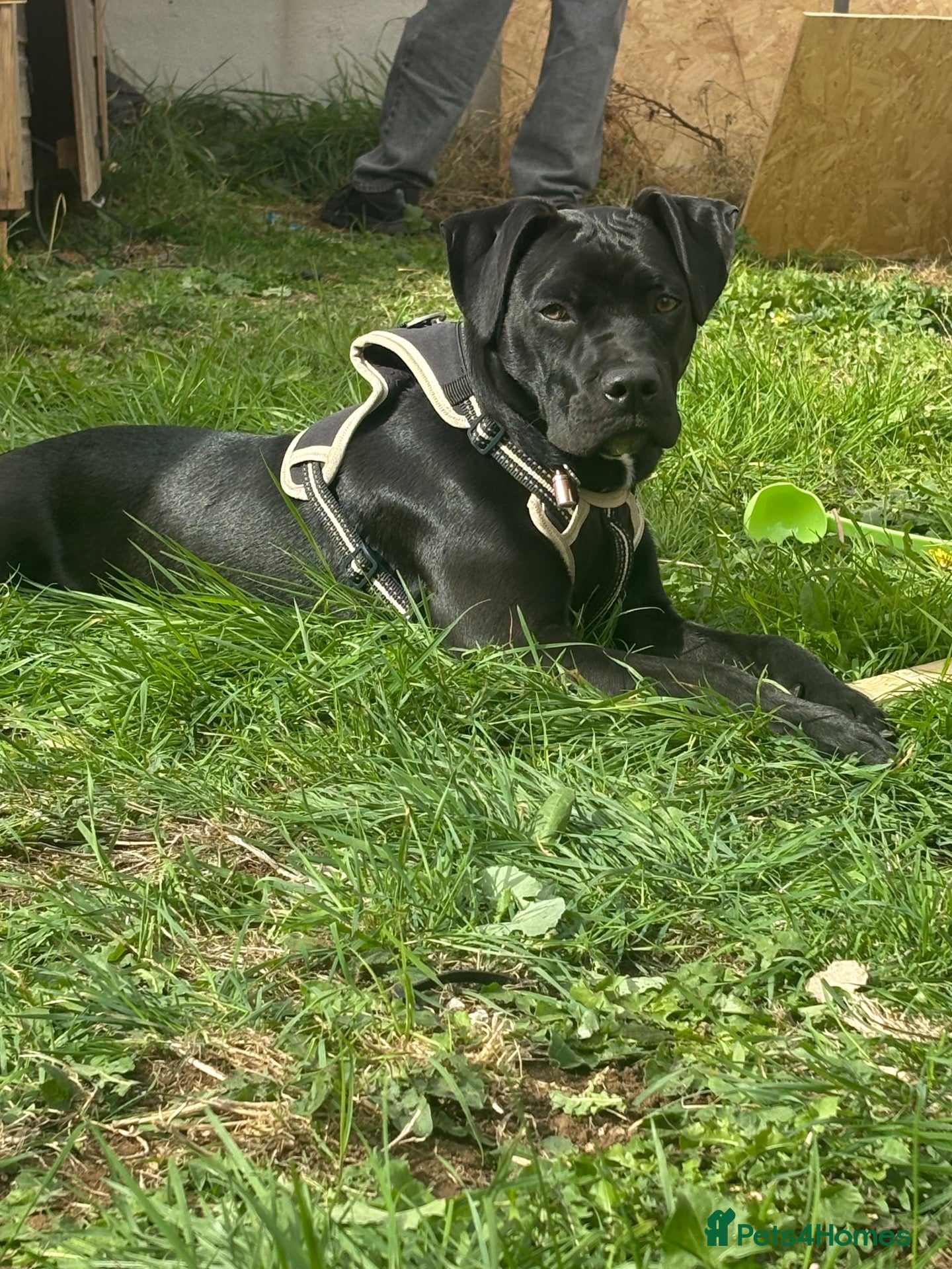 Mixed Breed dogs for sale: Beautiful 6-Month-Old Female Staffador Pebbles - Advert 1