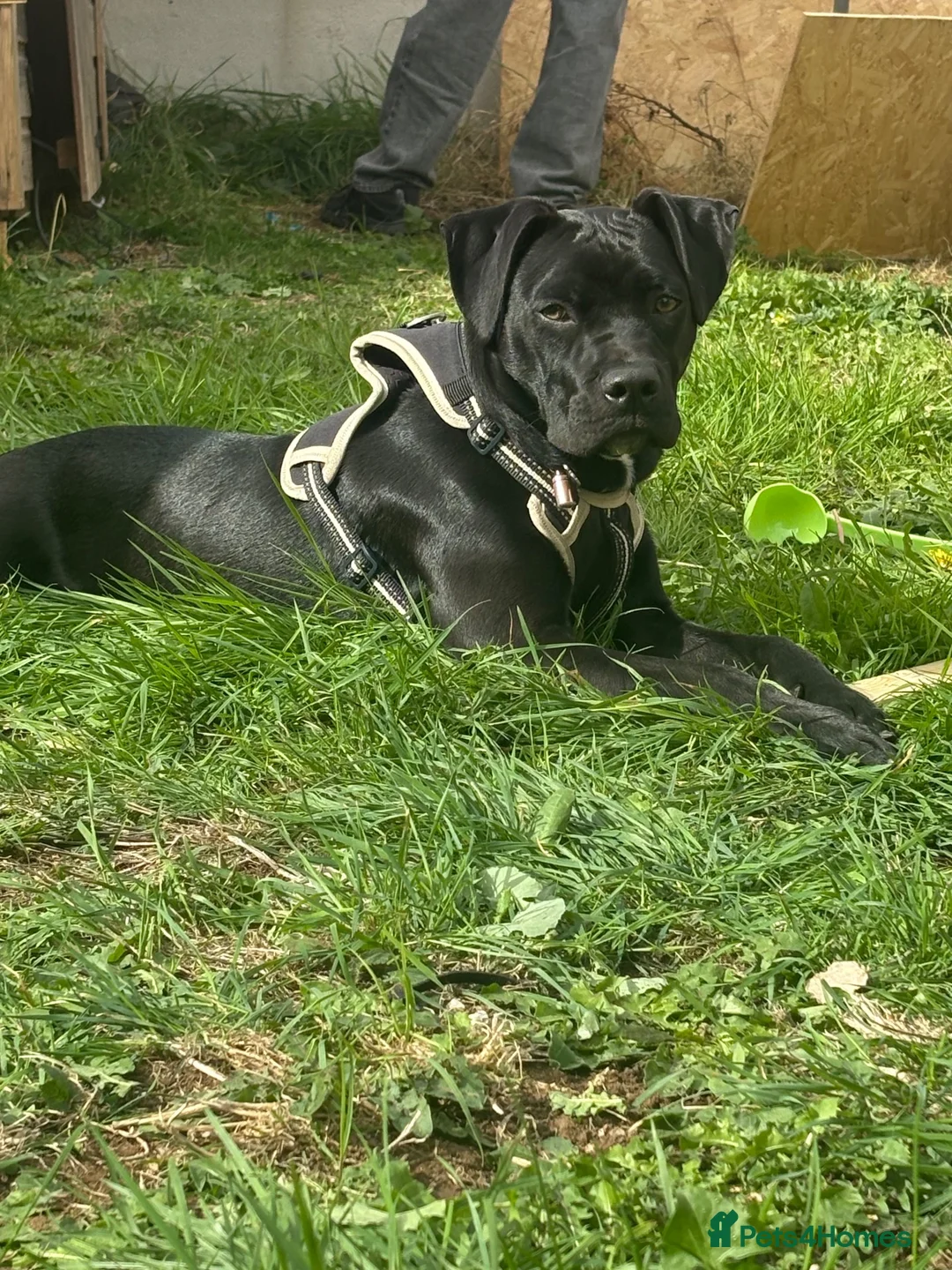 Mixed Breed dogs for sale: Beautiful 6-Month-Old Female Staffador Pebbles - Advert 1