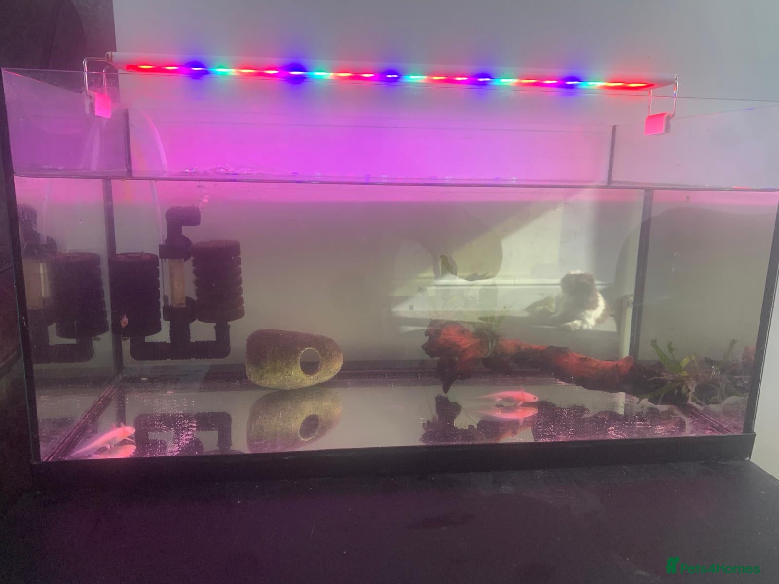 Other/Mixed Breed fish Axolotl full set up x2  - Advert 2