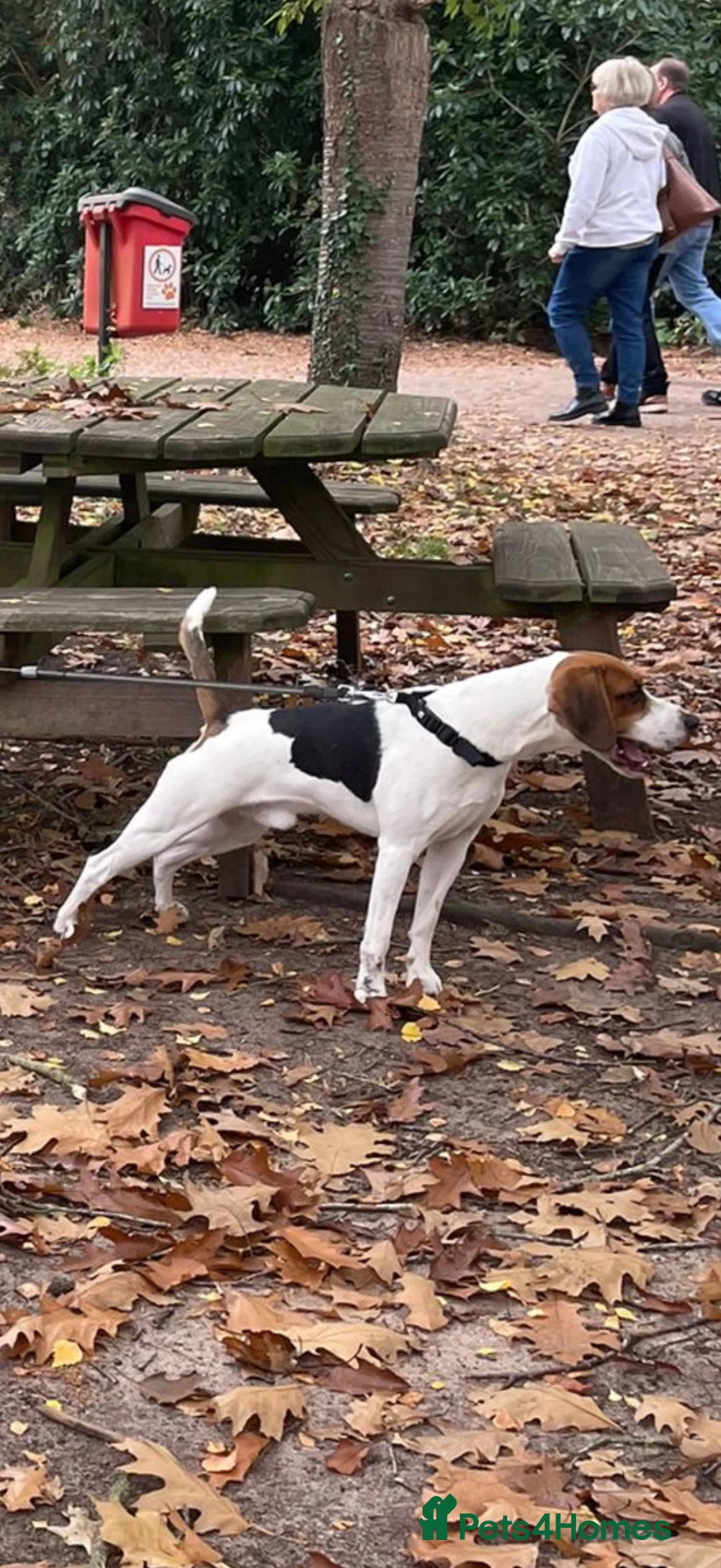 Beagle dogs for sale: Marvin: Energetic Beagle Needs Active Home - Advert 5