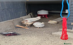 Chickens poultry for sale: Point of lay sussex ranger hens - Image 1