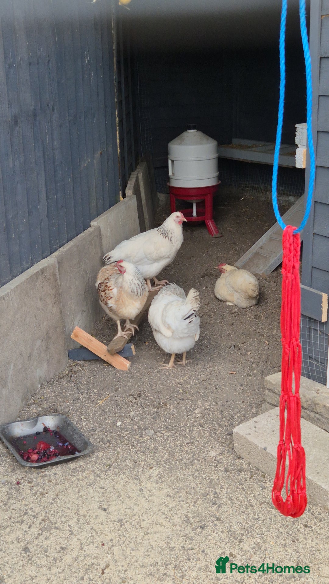 Chickens poultry for sale: Point of lay sussex ranger hens - Image 1