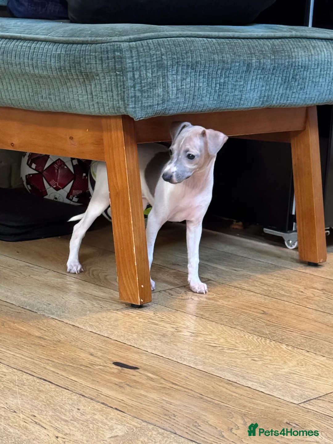 Italian Greyhound dogs for sale: Outstanding repeat mating litter ONE FEMALE LEFT - Advert 11