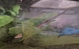 Gecko reptiles for sale: Crested gecko - Image 1