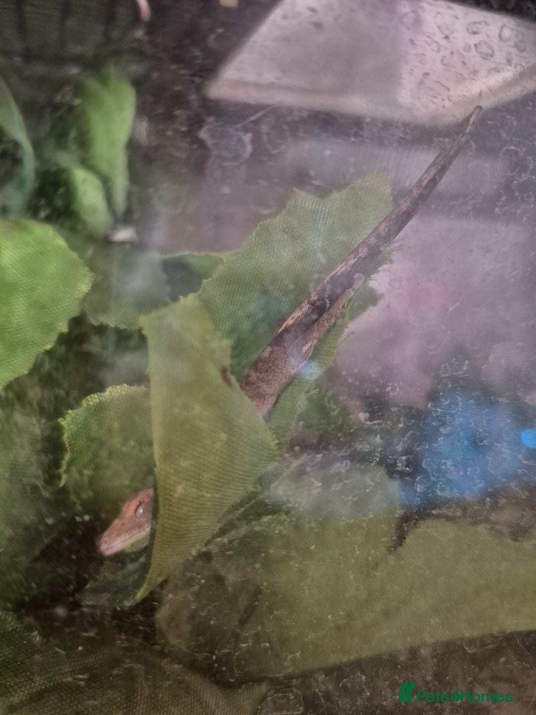 Gecko reptiles for sale: Crested gecko - Image 1