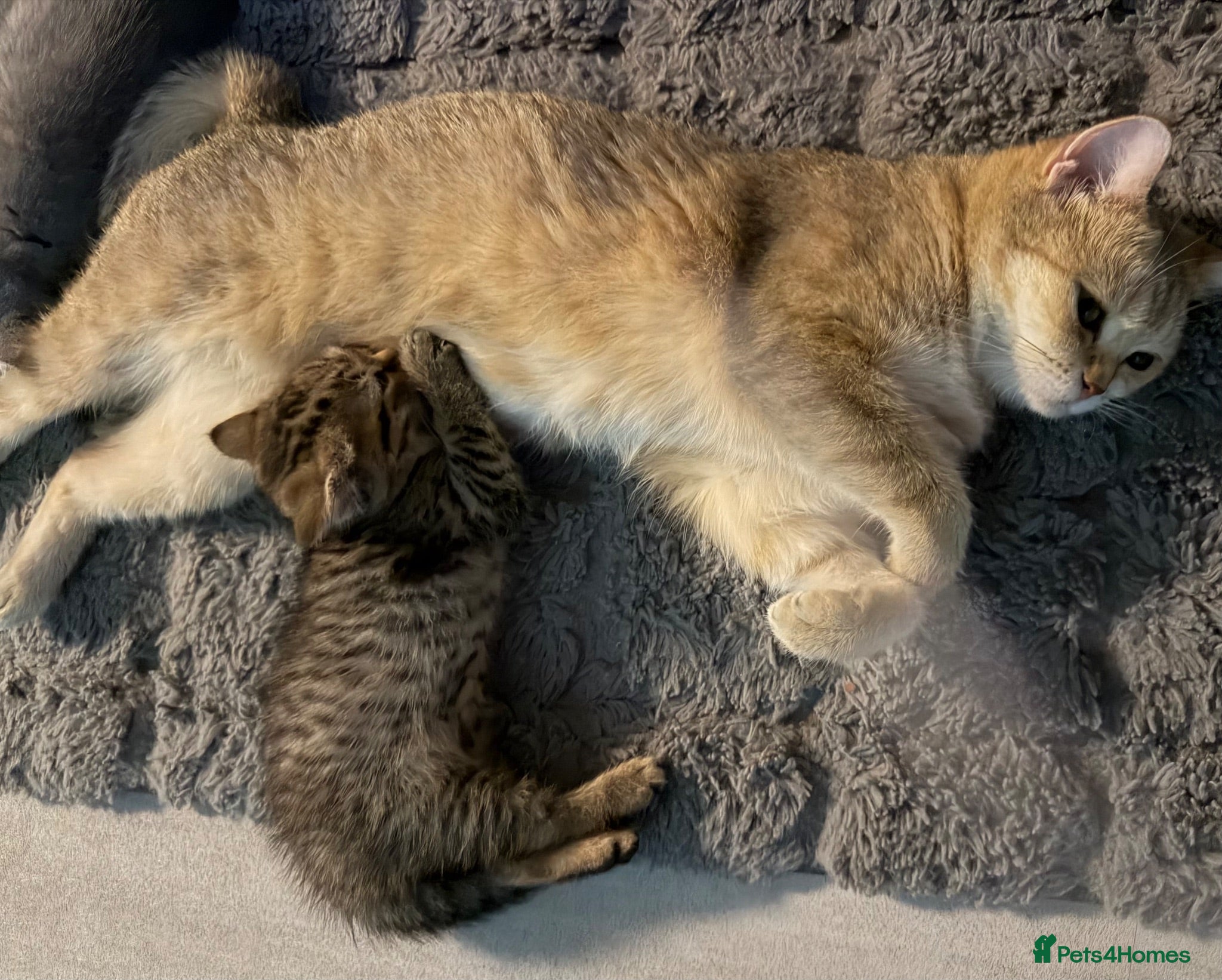 British Shorthair cats Beautiful British Shorthair Kittens  - Advert 2