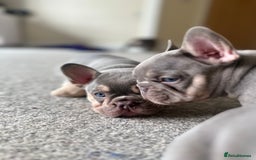French Bulldog dogs for stud: Proven lilac & tan boy carrying cream & testable - Image 14