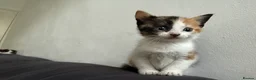 Mixed Breed cats for sale: 3 beautiful babies ready for their forever homes  in Chesterfield - Advert 8