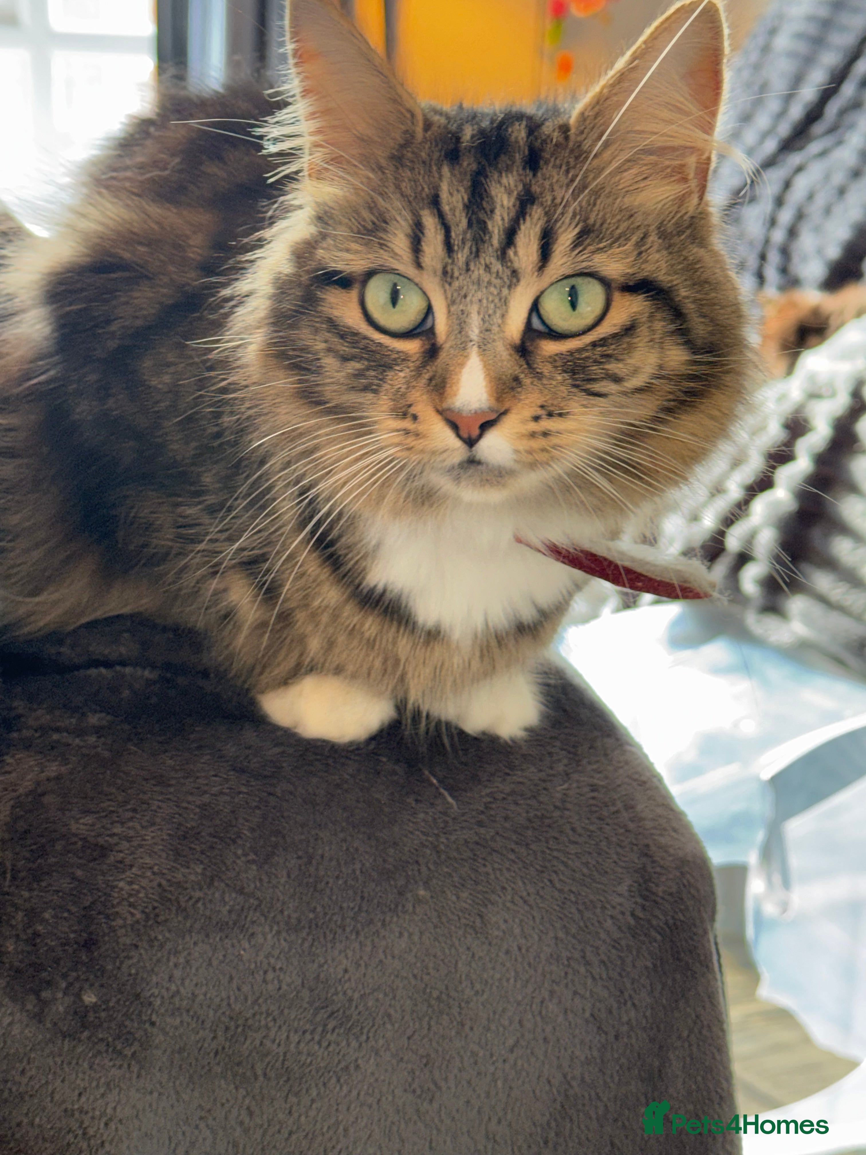 Mixed Breed cats Beautiful kittens  - Advert 2