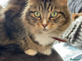 Mixed Breed cats Beautiful kittens - Advert 3