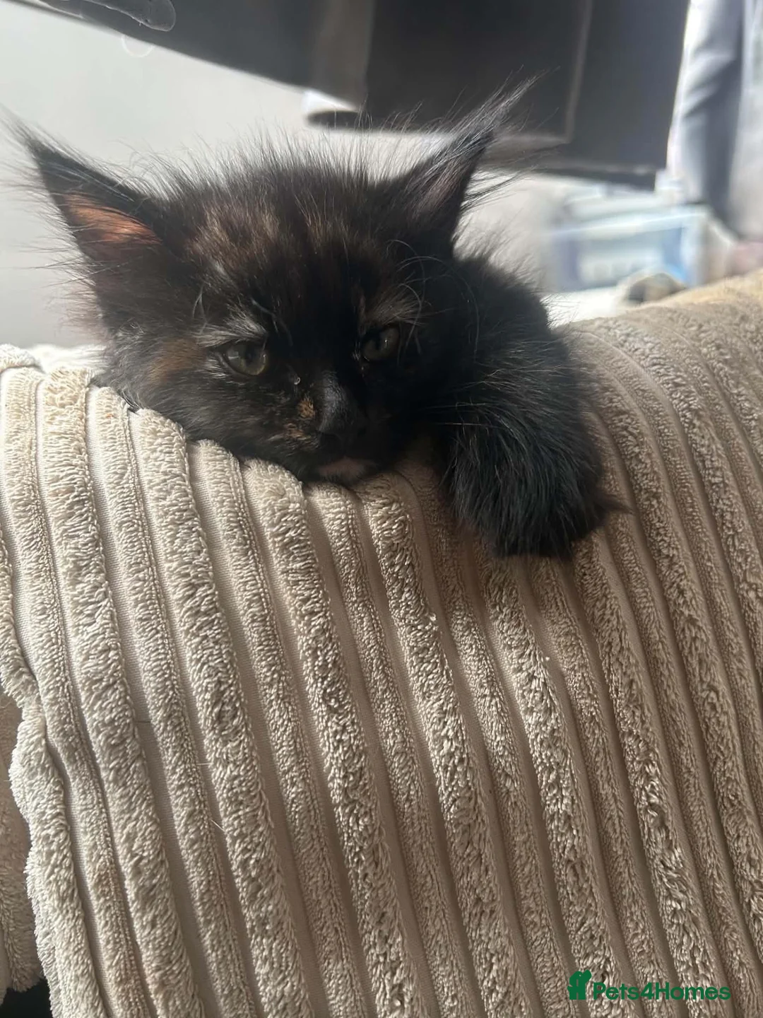 Mixed Breed cats for sale: 1 beautiful torte girl  in Worthing - Advert 2