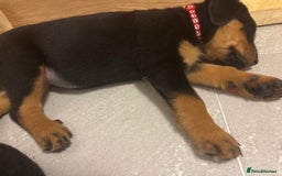 Rottweiler dogs for sale: Gorgeous girl Rottie pups - Image 12