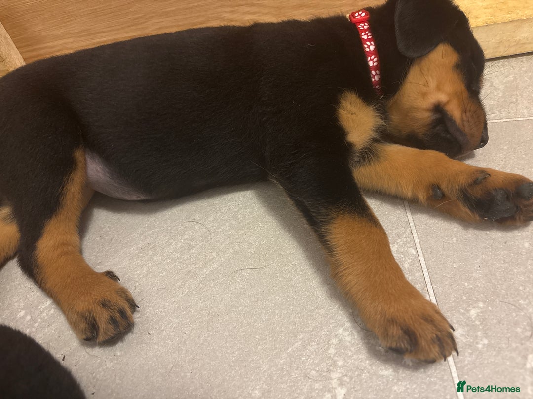 Rottweiler dogs for sale: Gorgeous girl Rottie pups - Image 12