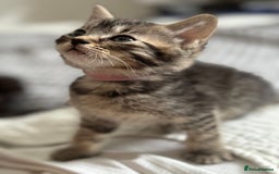 American Shorthair cats for sale: 🌟Adorable kittens now ready 4 forever home🌟 - Image 8