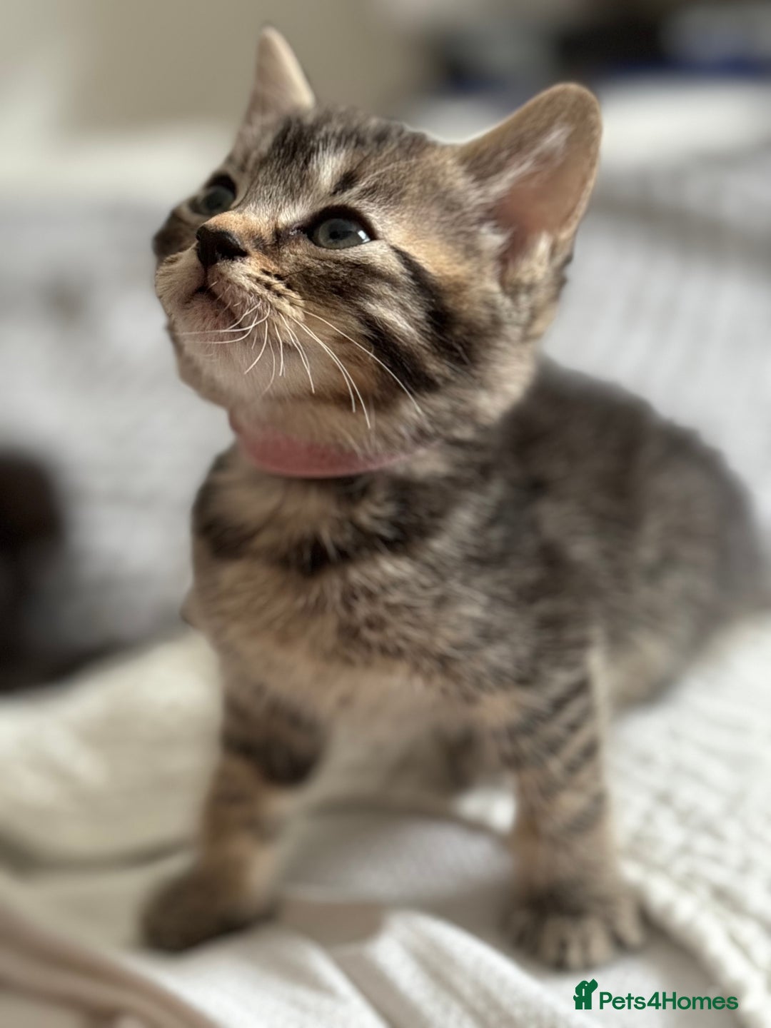 American Shorthair cats for sale: 🌟Adorable kittens now ready 4 forever home🌟 - Image 8