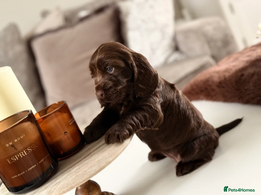 Cocker Spaniel dogs for sale: Show cocker spaniels  - Advert 13