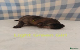 German Shepherd dogs for sale: German Shepherd Puppies - Image 16