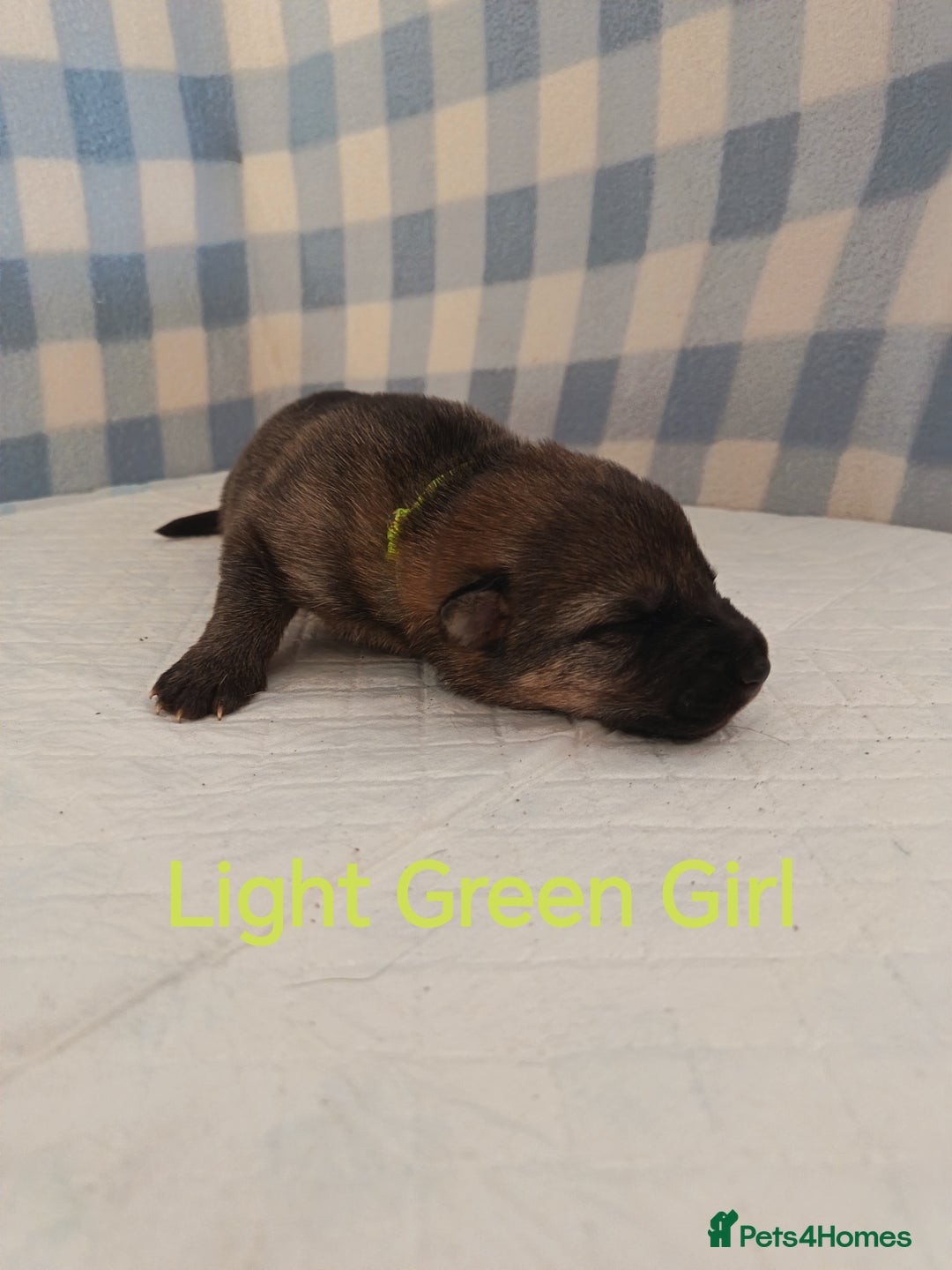 German Shepherd dogs for sale: German Shepherd Puppies - Image 16