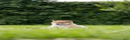 Japanese Shiba Inu dogs for sale: READY NOW Elite Japanese Shiba Inu puppies. - Advert 4