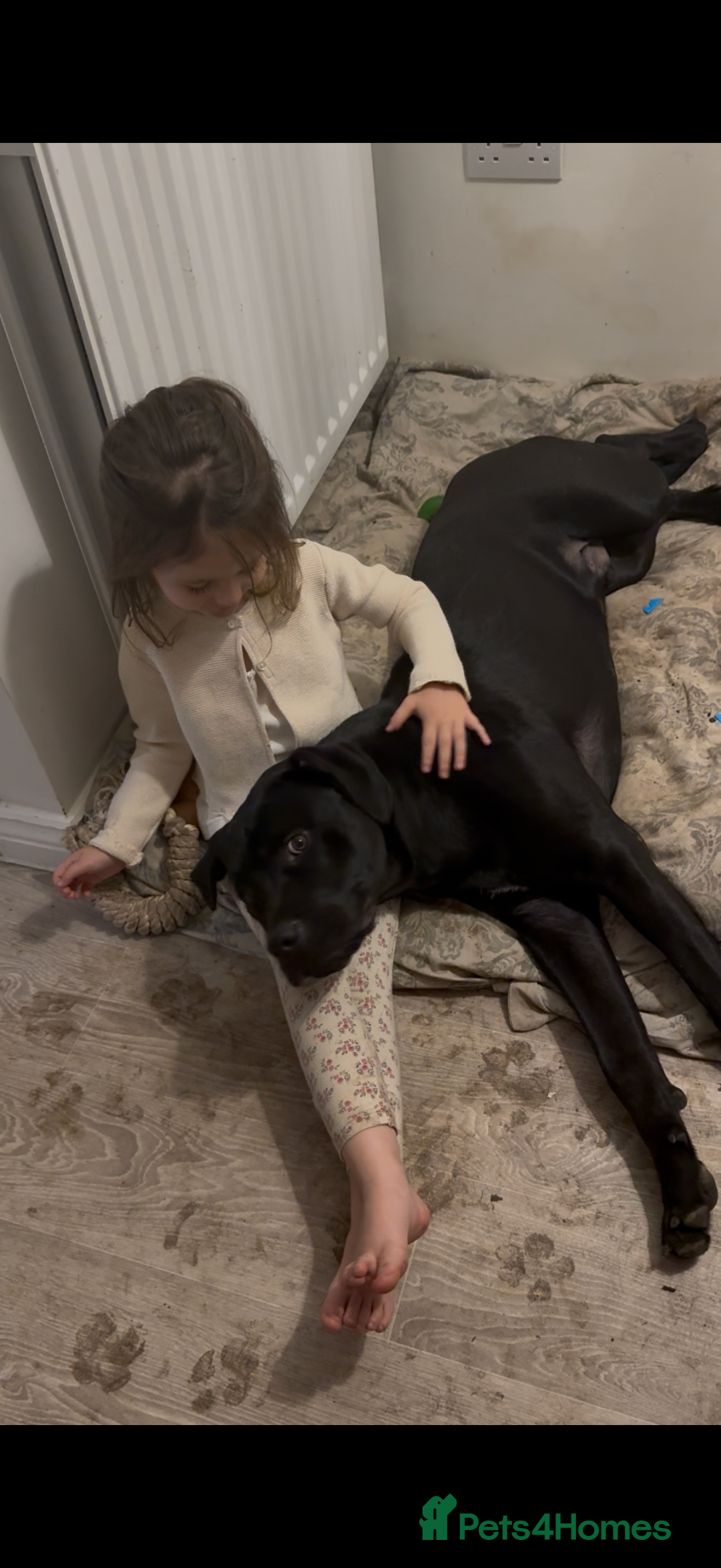 Mixed Breed dogs for sale: 8 month old male cane corso for new loving home - Advert 11