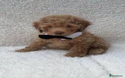 Cockapoo dogs for sale: Stunning cockapoo’s  - Image 11