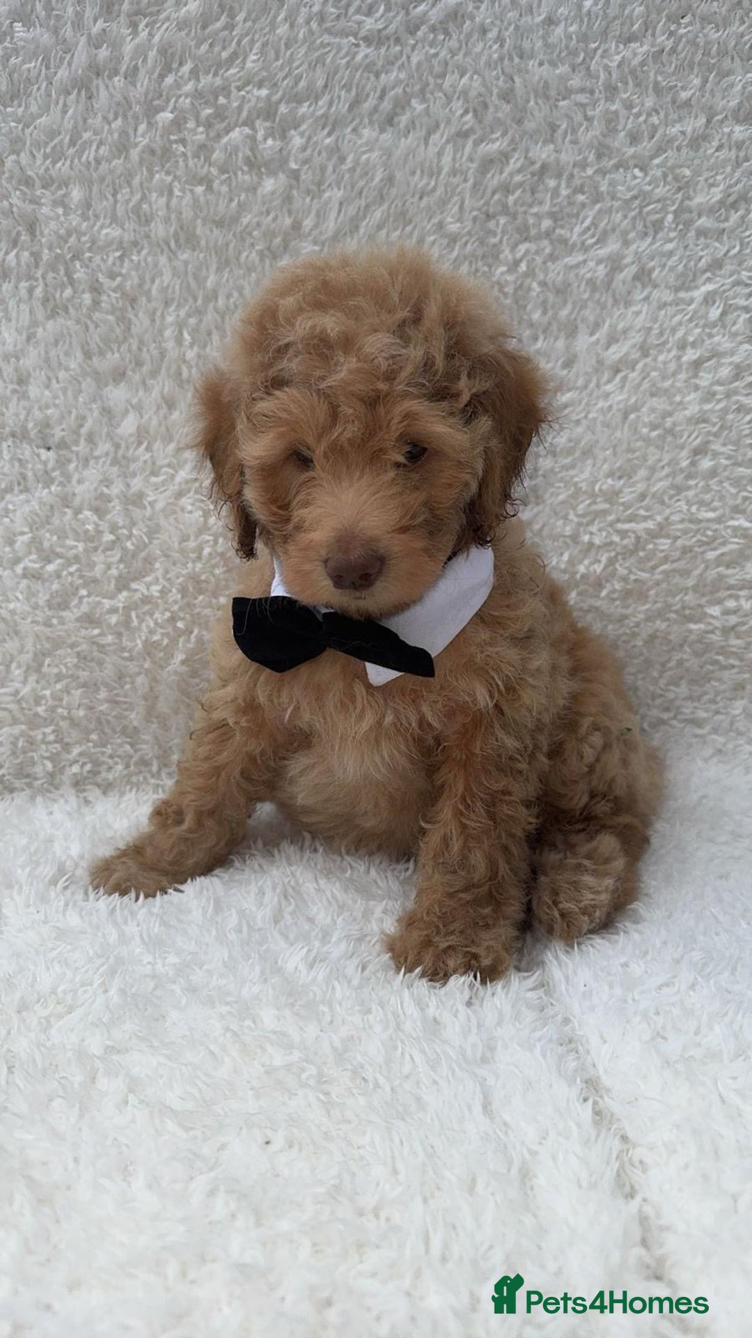 Cockapoo dogs for sale: Stunning cockapoo’s  - Image 11