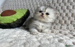 Persian cats for sale: 4 Beautiful Pure Persian Kittens PKD Neg - Image 14