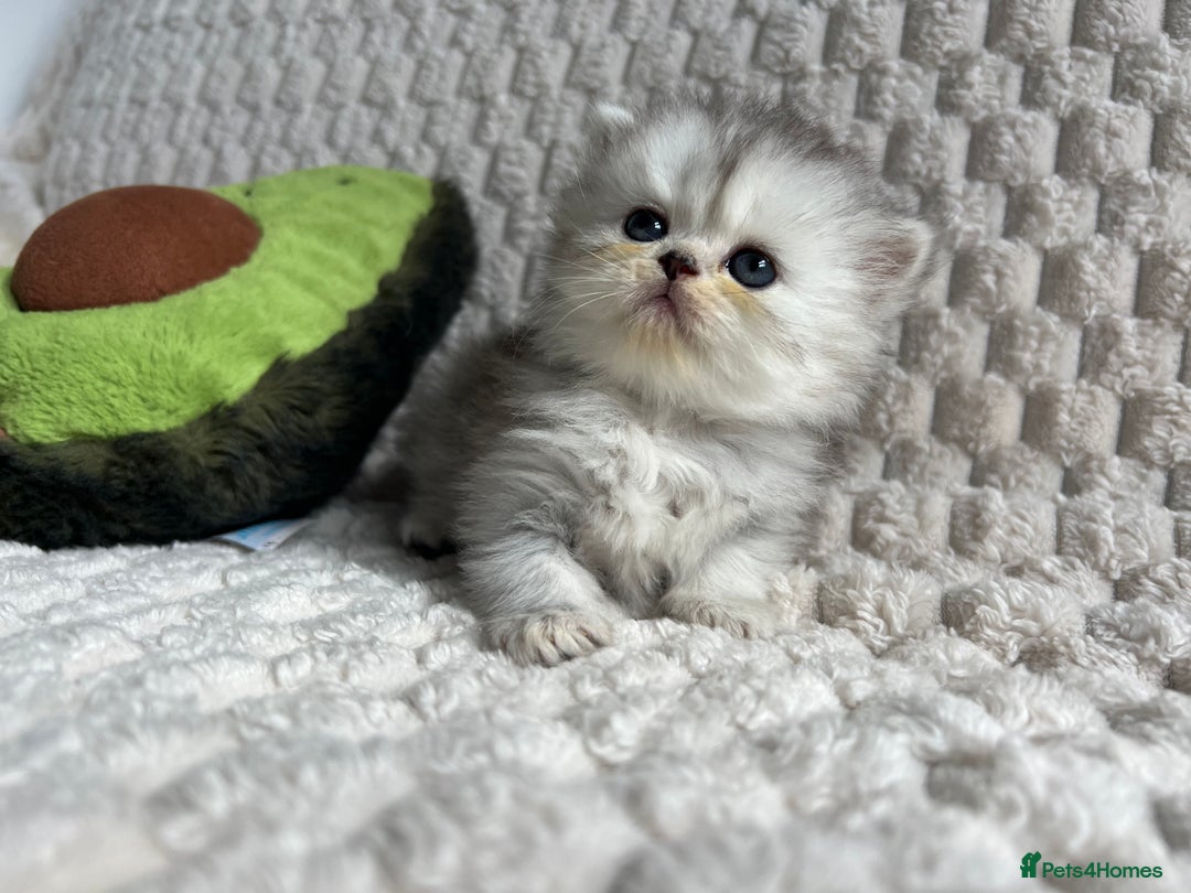 Persian cats for sale: 4 Beautiful Pure Persian Kittens PKD Neg - Image 14