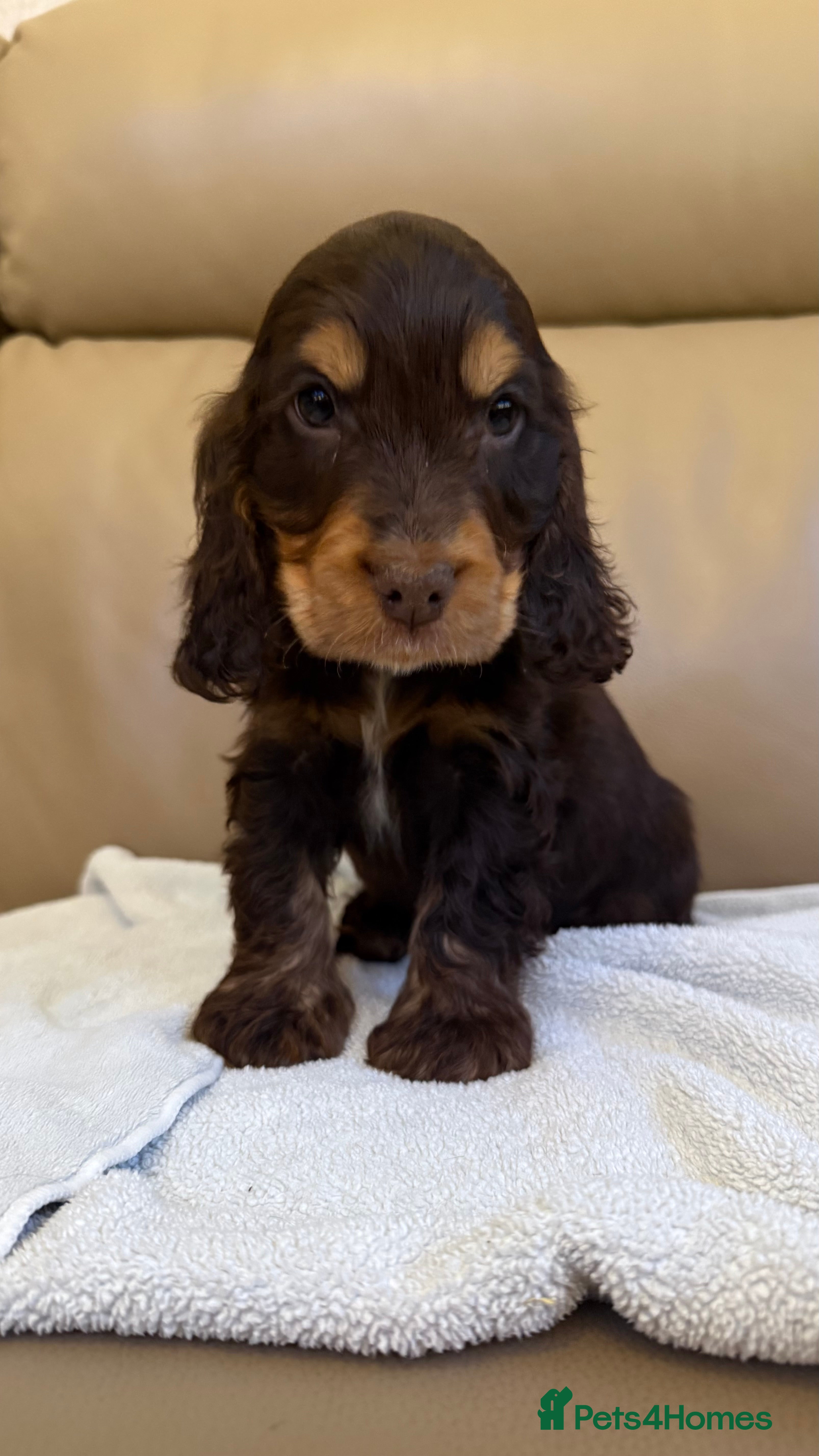 Cocker Spaniel dogs Kc show type puppies  - Advert 2