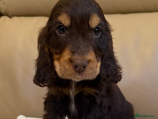 Cocker Spaniel dogs Kc show type puppies - Advert 14