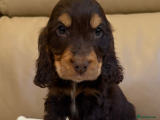 Cocker Spaniel dogs Kc show type puppies - Advert 15